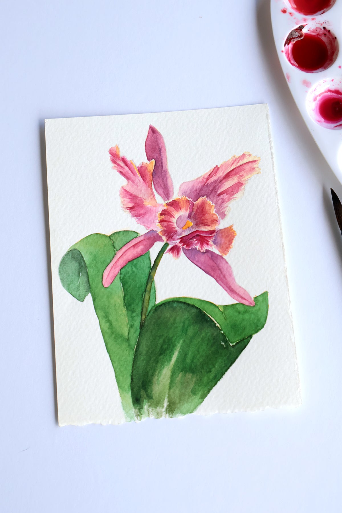 Project Choice: Orchid