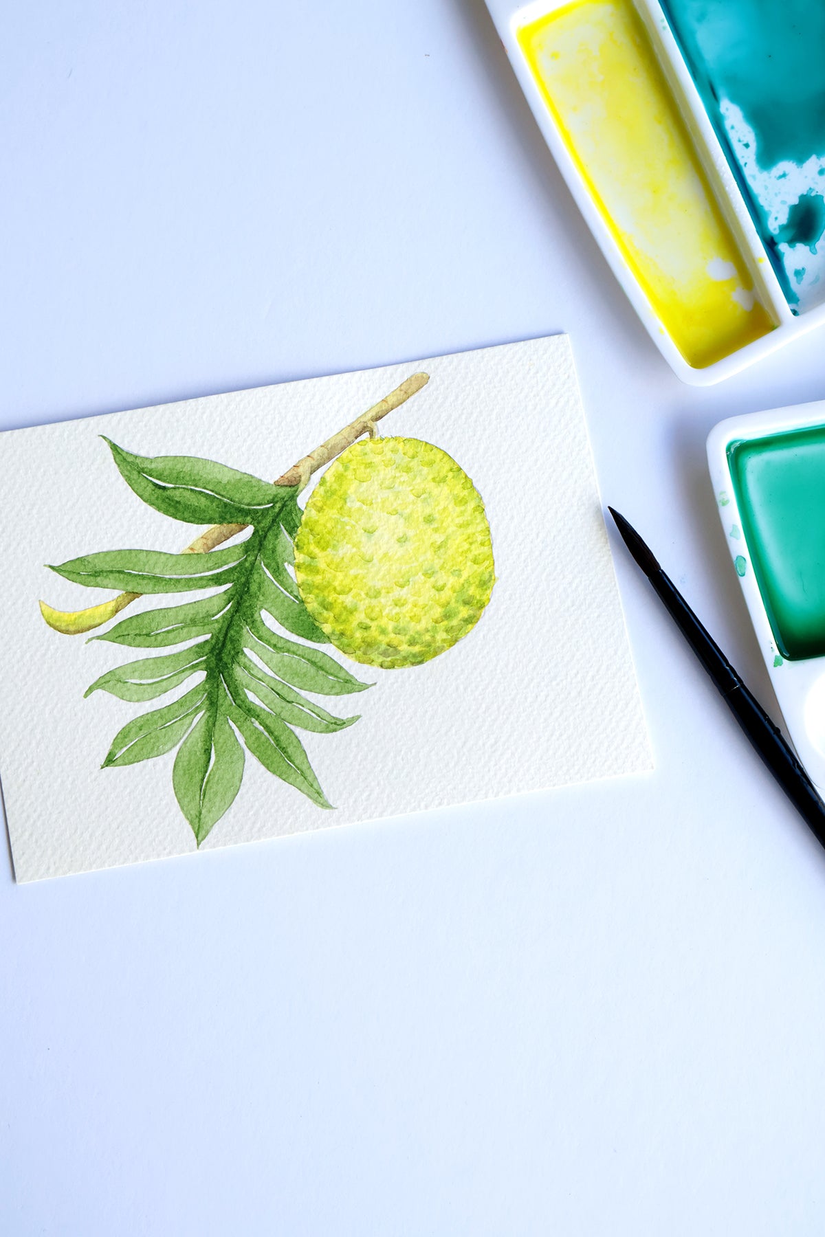Project Choice: Breadfruit