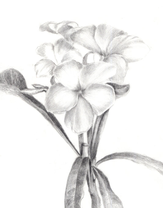 Drawing Private Lessons