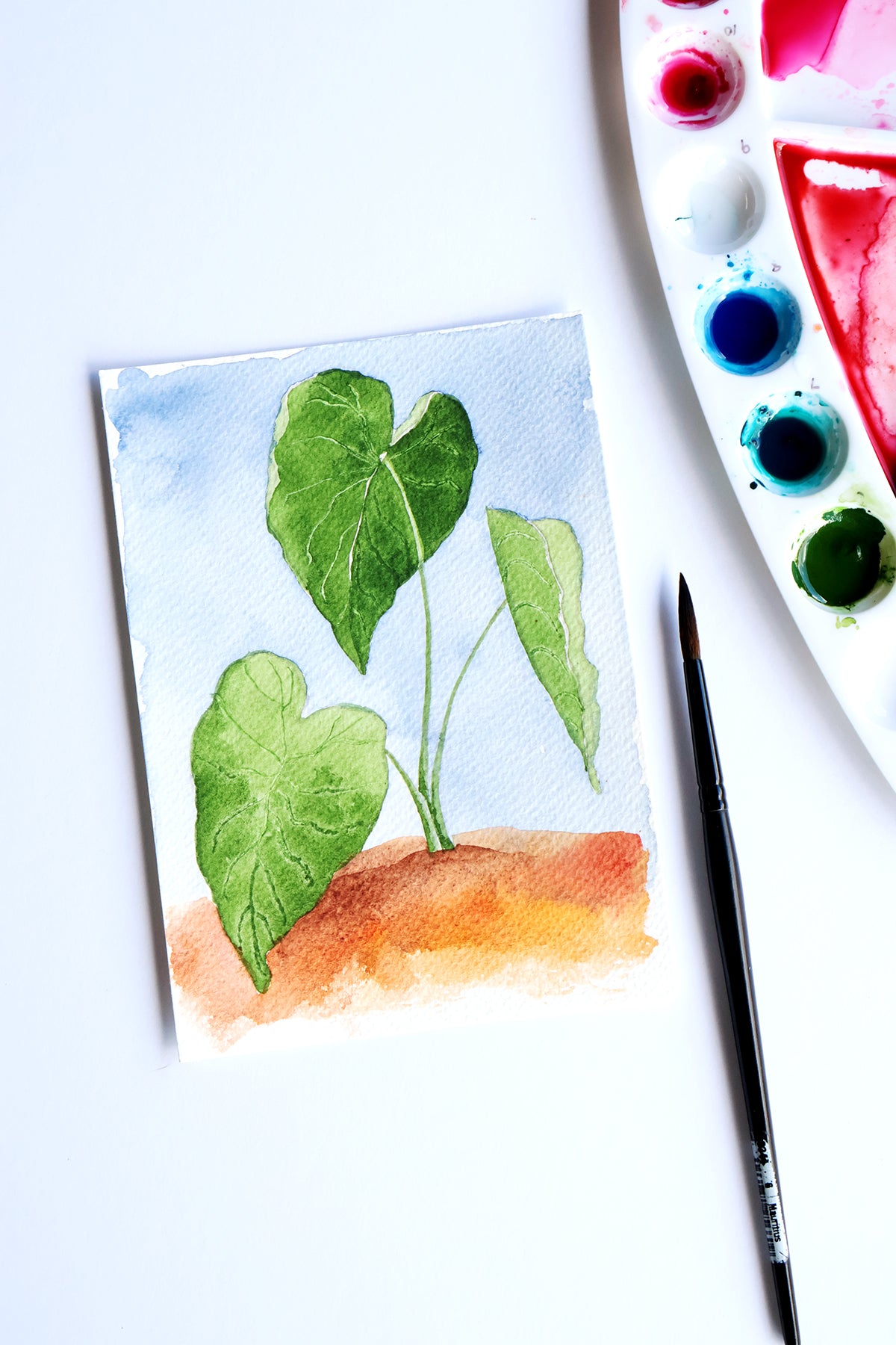 Project Choice: Taro Leaves
