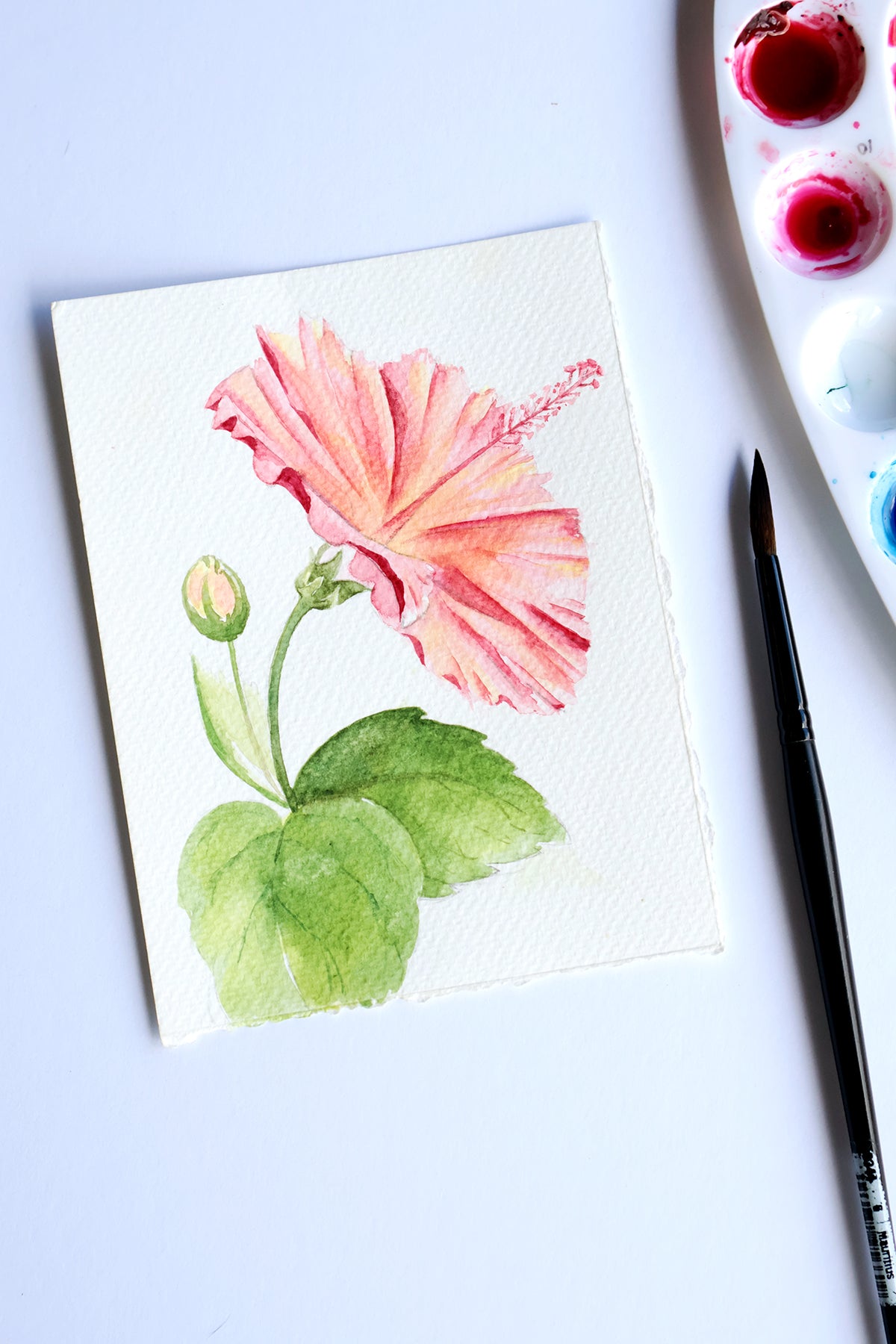 Project Choice: Hybrid Hibiscus