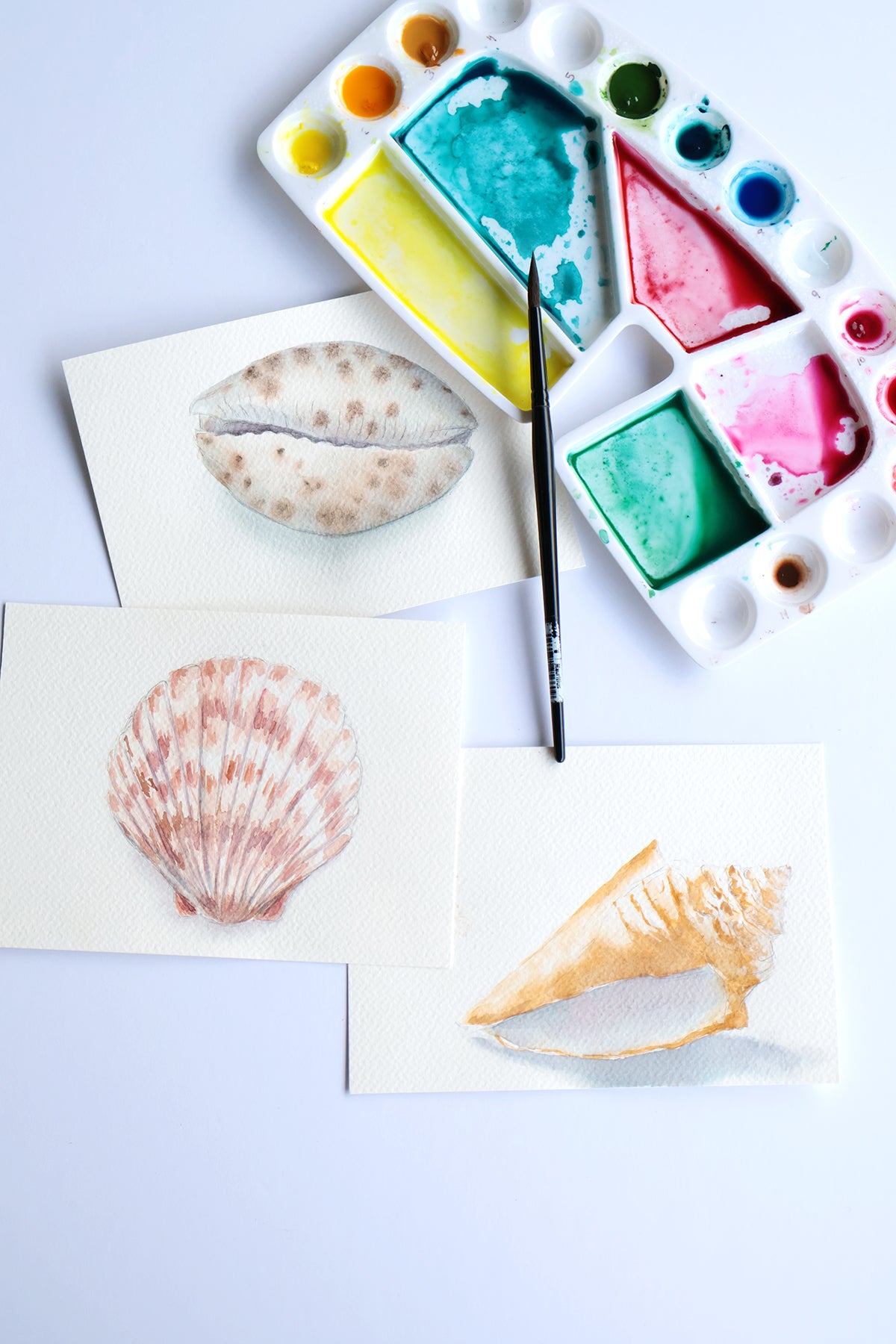 Project Choice: Seashells