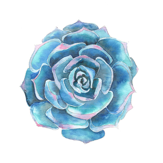 Project Choice: Echeveria Succulent