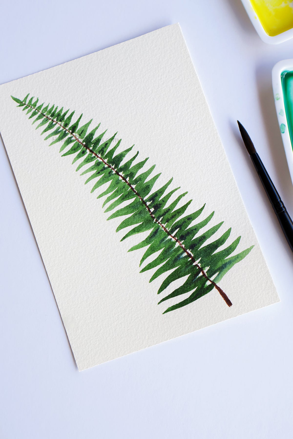 Project Choice: Ferns and Foliage