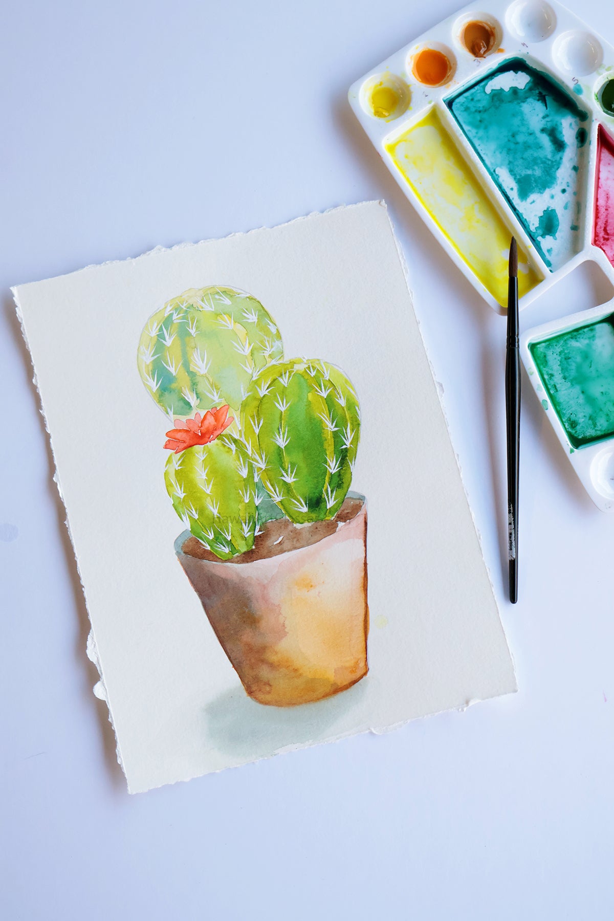 Project Choice:  Golden Barrel Cactus