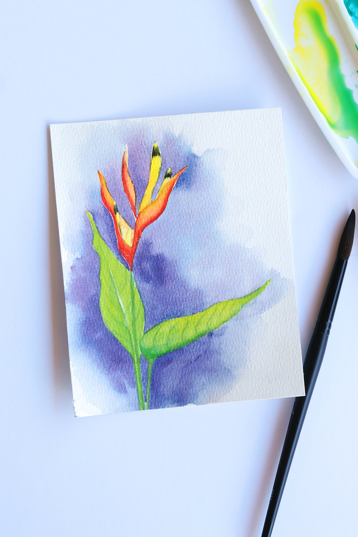 Project Choice: Heliconia