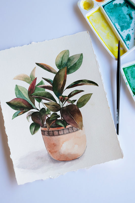 Project Choice: Rubber Tree Houseplant
