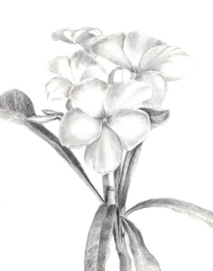 Drawing Private Lessons