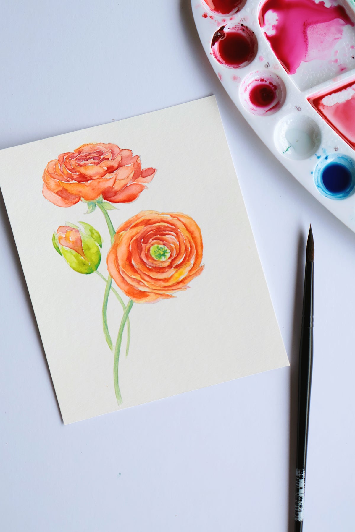 Project Choice: Ranunculus