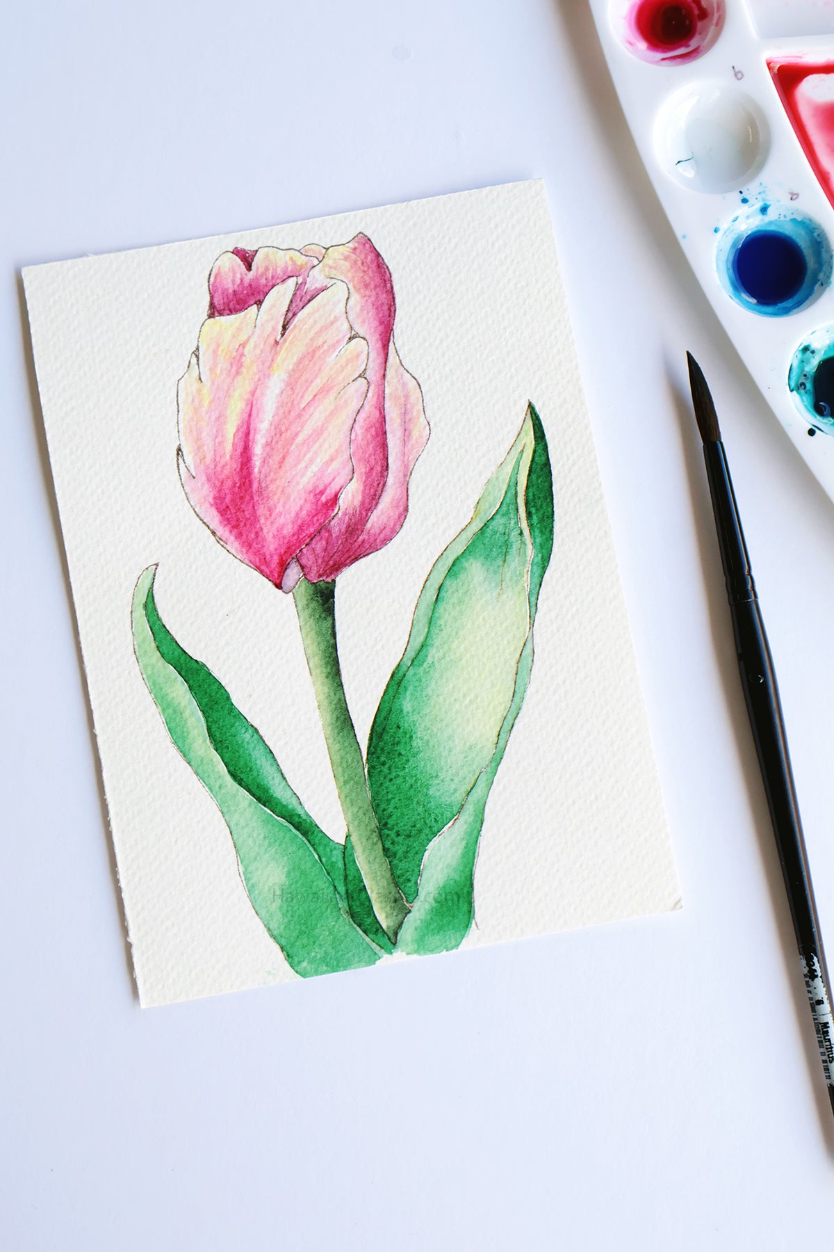 Project Choice: Tulip